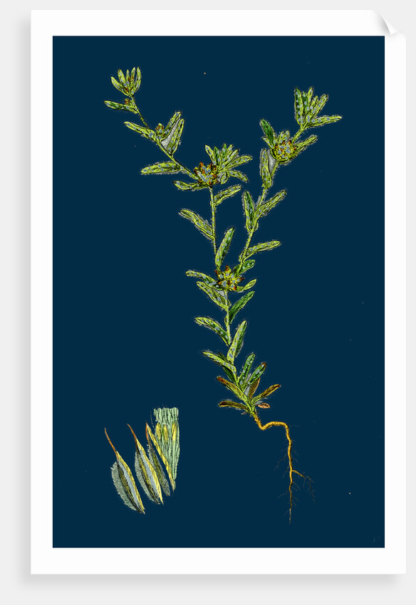 Filago Apiculata; Red-Tipped Cudweed by Anonymous