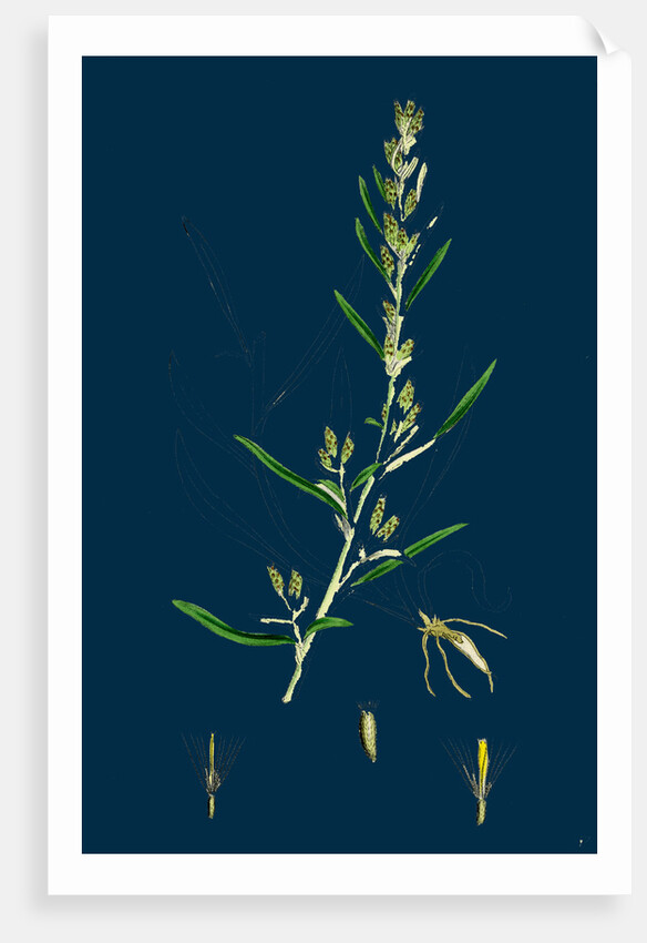 Gnaphalium Sylvaticum; Upright Cudweed by Anonymous