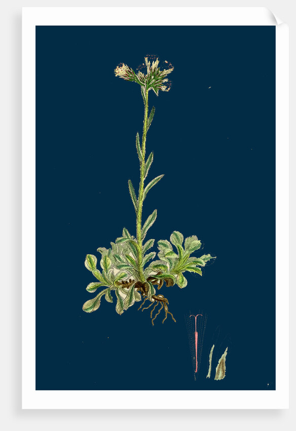 Gnaphalium Dioicum, Var. Hyperboreum; Mountain Everlasting, Var. B. by Anonymous