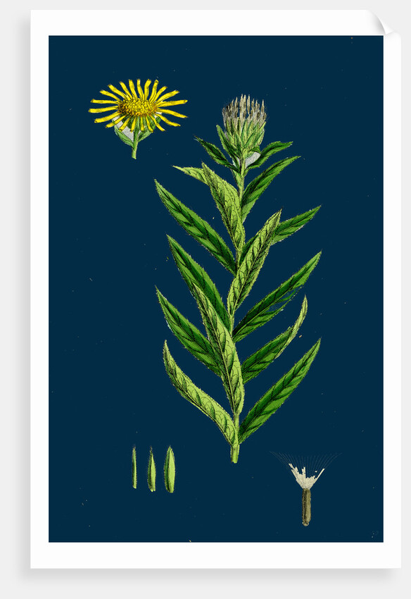 Inula Salicina; Willow-Leaved Inula by Anonymous