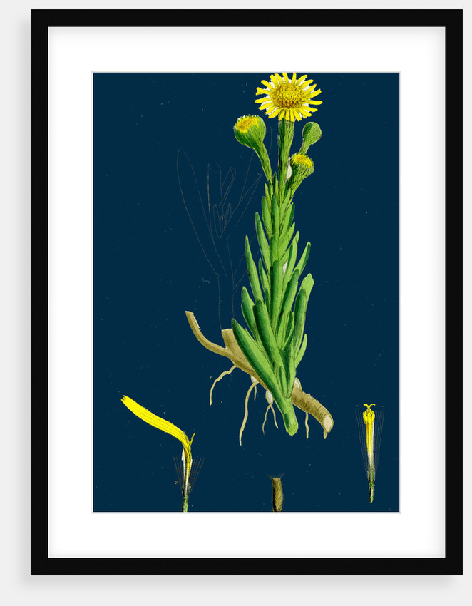 Inula Crithmoides; Golden Samphire by Anonymous