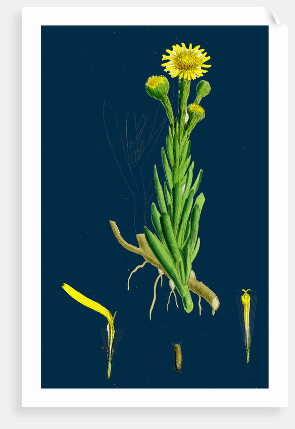 Inula Crithmoides; Golden Samphire by Anonymous