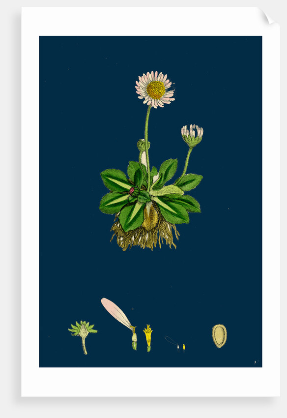 Bellis Perennis; Common Daisy by Anonymous