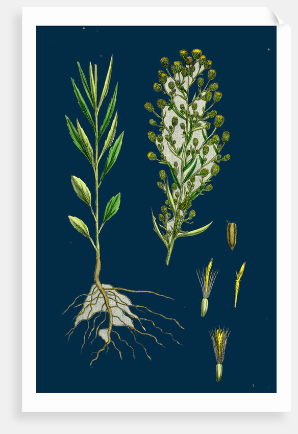 Erigeron Canadensis; Canadian Fleabane by Anonymous