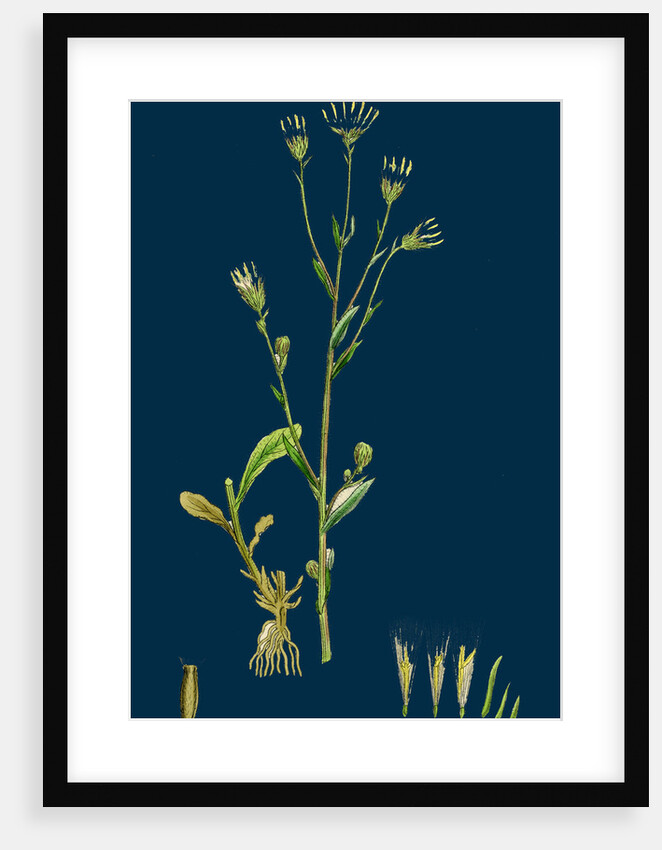 Erigeron Acris; Blue Fleabane by Anonymous