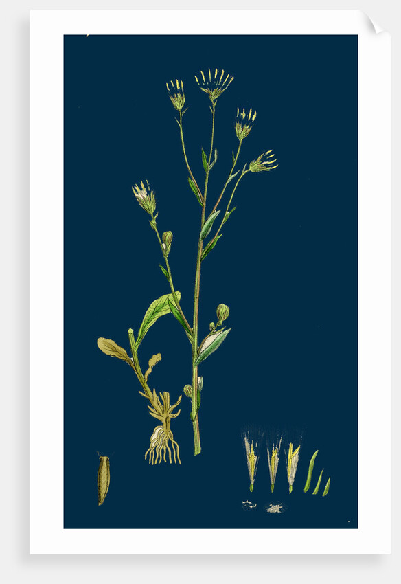 Erigeron Acris; Blue Fleabane by Anonymous