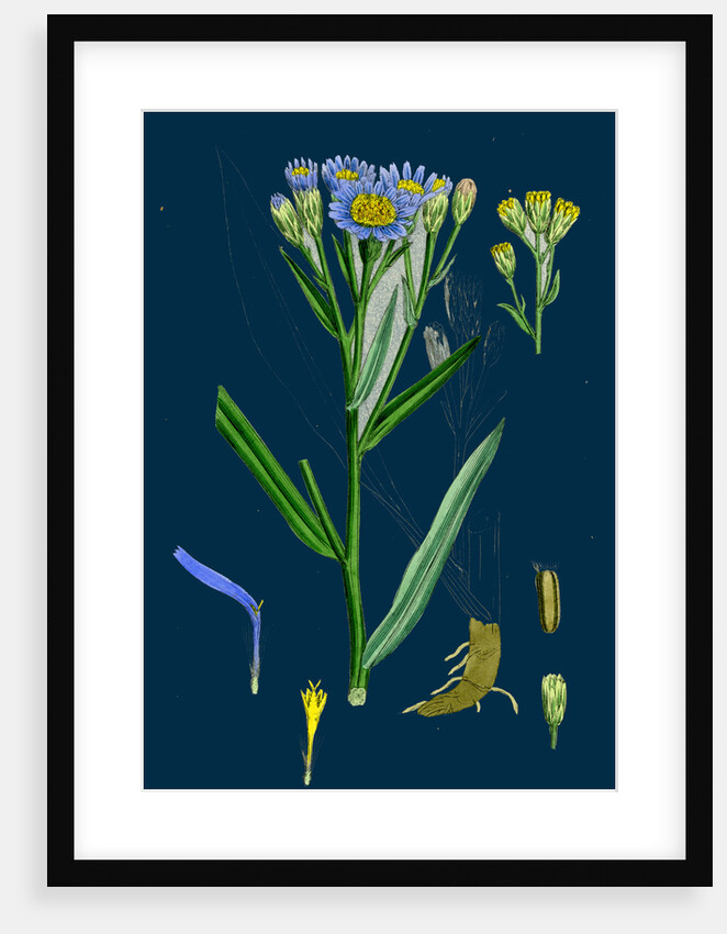 Aster Tripolium; Sea-Side Aster by Anonymous