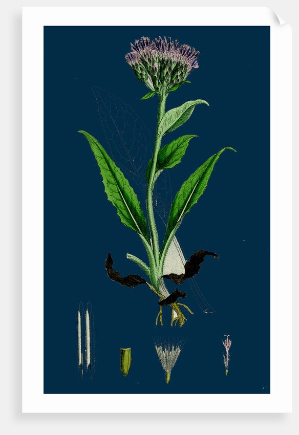 Saussurea Alpina; Alpine Saussurea by Anonymous