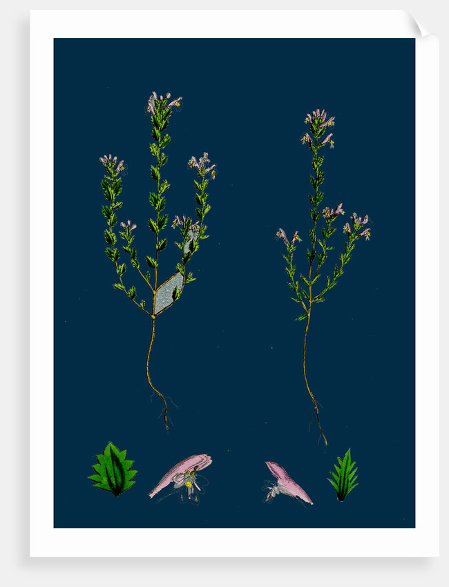 Euphrasia Officinalis, Var. Gracilis; Common Eyebright, Var. B. by Anonymous