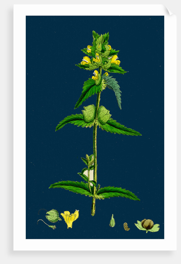 Rhinanthus Minor; Common Yellow-Rattle by Anonymous