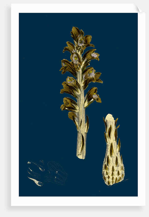 Orobanche Rapum; Greater Broom-Rape by Anonymous