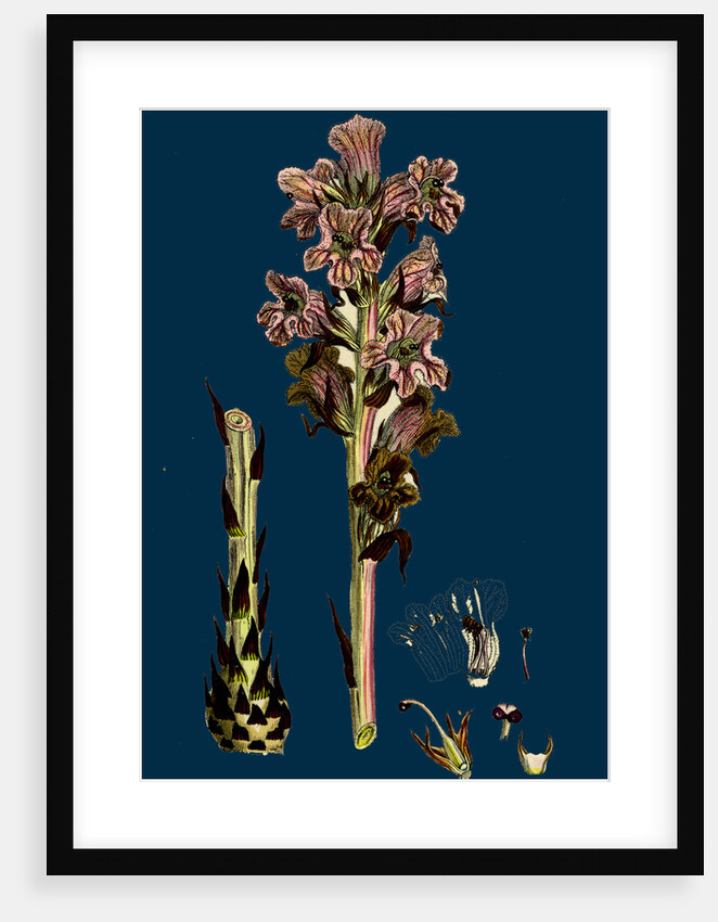 Orobanche Caryophyllacea; Clove-Scented Broomrape by Anonymous