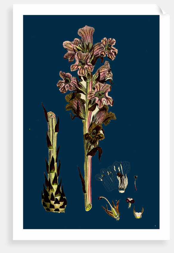 Orobanche Caryophyllacea; Clove-Scented Broomrape by Anonymous