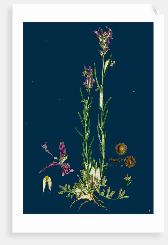 Linaria Pelisseriana; Jersey Toadflax by Anonymous