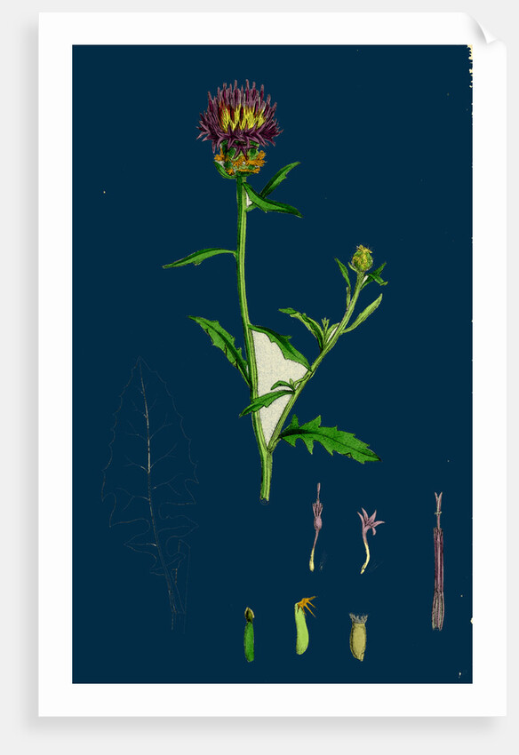 Centaurea Aspera; Rough Star-Thistle by Anonymous