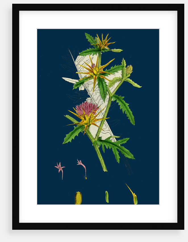 Centaurea Calcitrapa; Star-Thistle by Anonymous