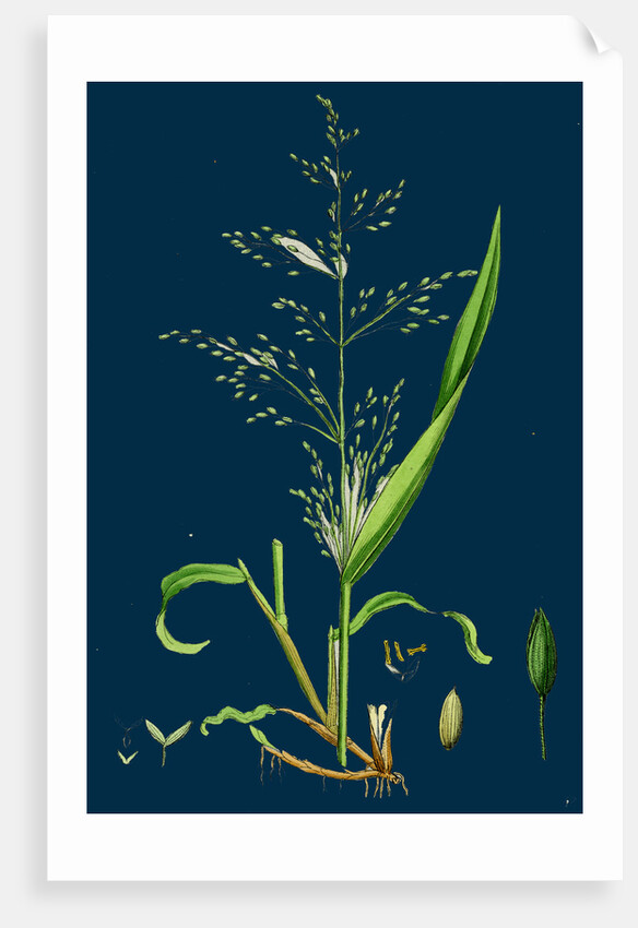 Milium Effusum; Wood Millet-Grass by Anonymous