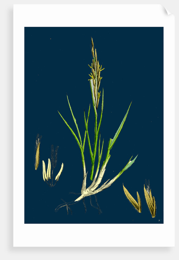 Spartina Stricta; Twin-Spiked Cord-Grass by Anonymous