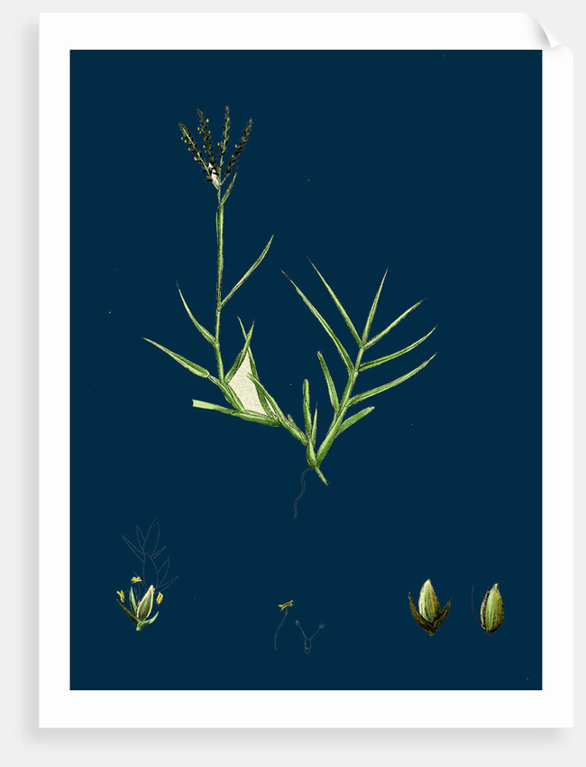 Cynodon Dactylon; Creeping Dog's-Tooth-Grass by Anonymous