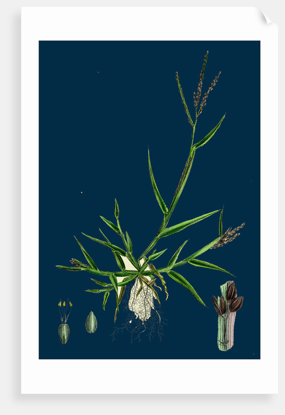 Digitaria Humifusa; Glabrous Finger-Grass by Anonymous