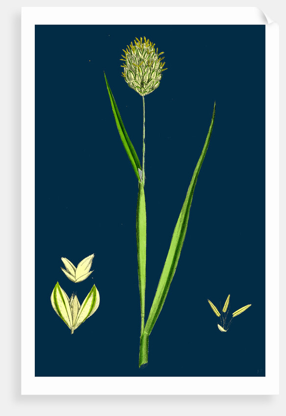 Phalaris Canariensis; Canary-Grass by Anonymous