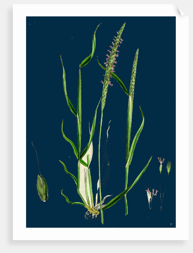 Alopecurus Agrestis; Slender Fox-Tail-Grass by Anonymous