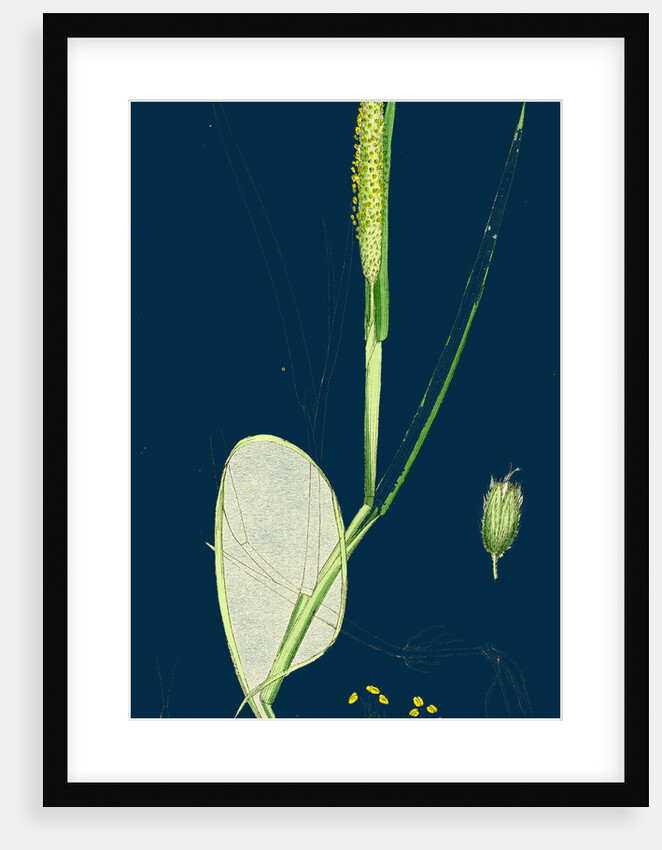 Alopecurus Fulvus; Orange Anthered Fox-Tail-Grass by Anonymous