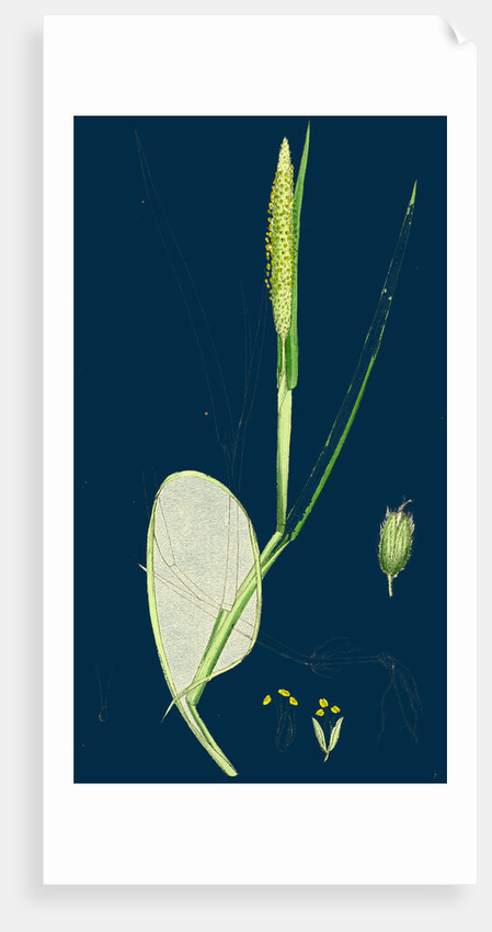 Alopecurus Fulvus; Orange Anthered Fox-Tail-Grass by Anonymous