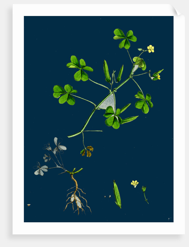 Oxalis Corniculata; Procumbent Yellow Sorrel by Anonymous