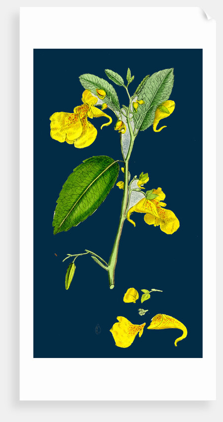 Impatiens Noli-Me-Tangere; Yellow Balsam by Anonymous