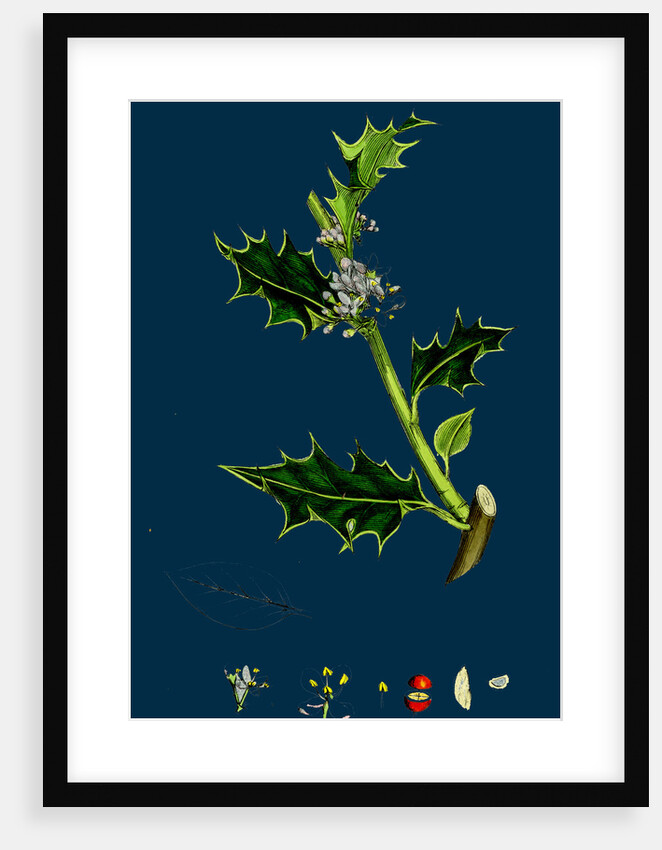 Ilex Aquifolium; Common Holly by Anonymous