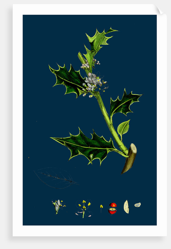 Ilex Aquifolium; Common Holly by Anonymous
