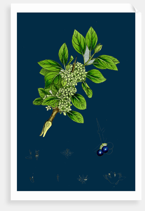 Rhamnus Catharticus; Purging Buckthorn by Anonymous