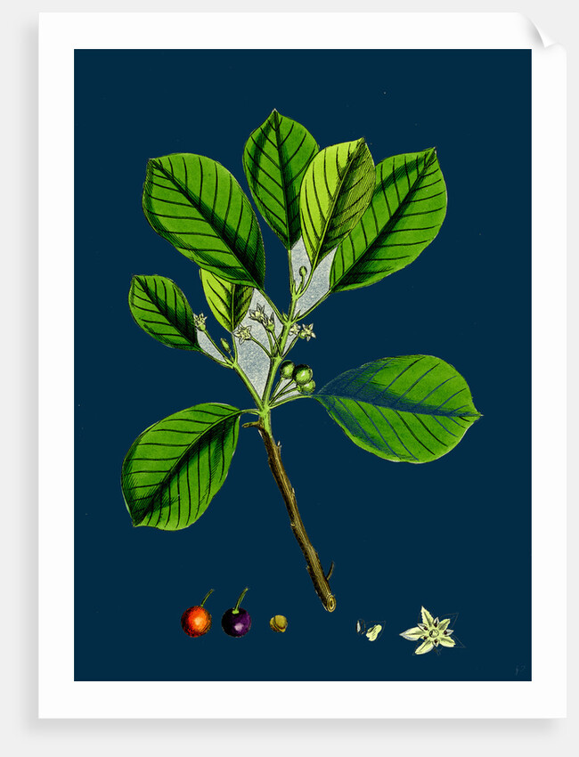 Rhamnus Frangula; Berry-Bearing Alder by Anonymous