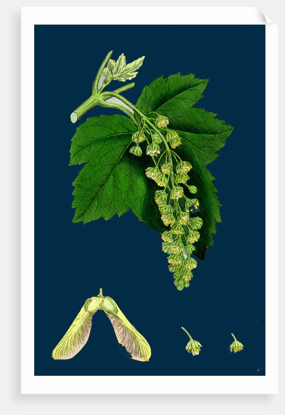 Acer Pseudo-Platanus; Sycamore by Anonymous