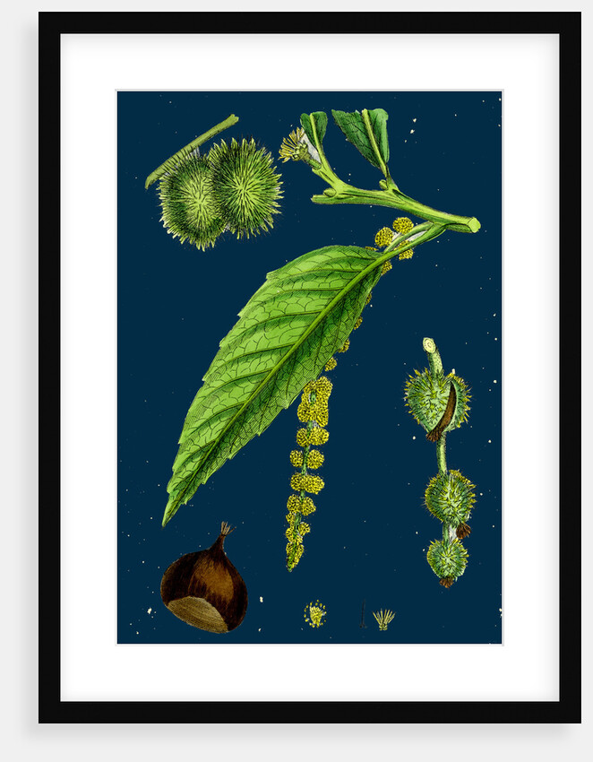 Castanea Vulgaris; Sweet Chestnut by Anonymous
