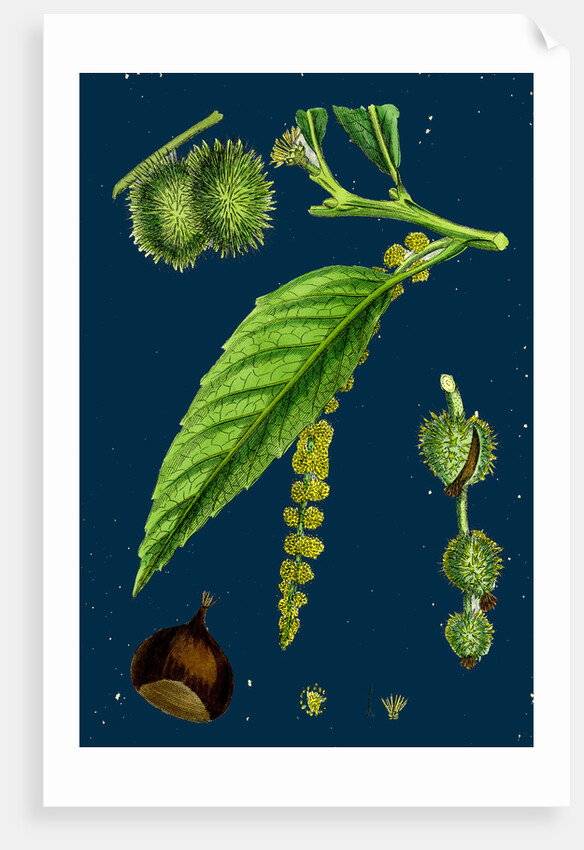 Castanea Vulgaris; Sweet Chestnut by Anonymous