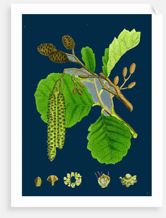 Alnus Glutinosa; Common Alder by Anonymous
