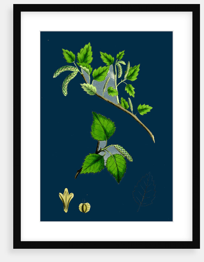 Betula Glutinosa; Common Birch by Anonymous