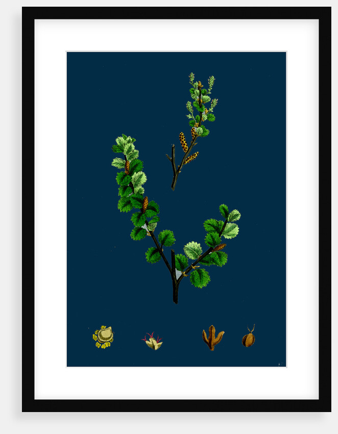 Betula Nana; Dwarf Birch by Anonymous