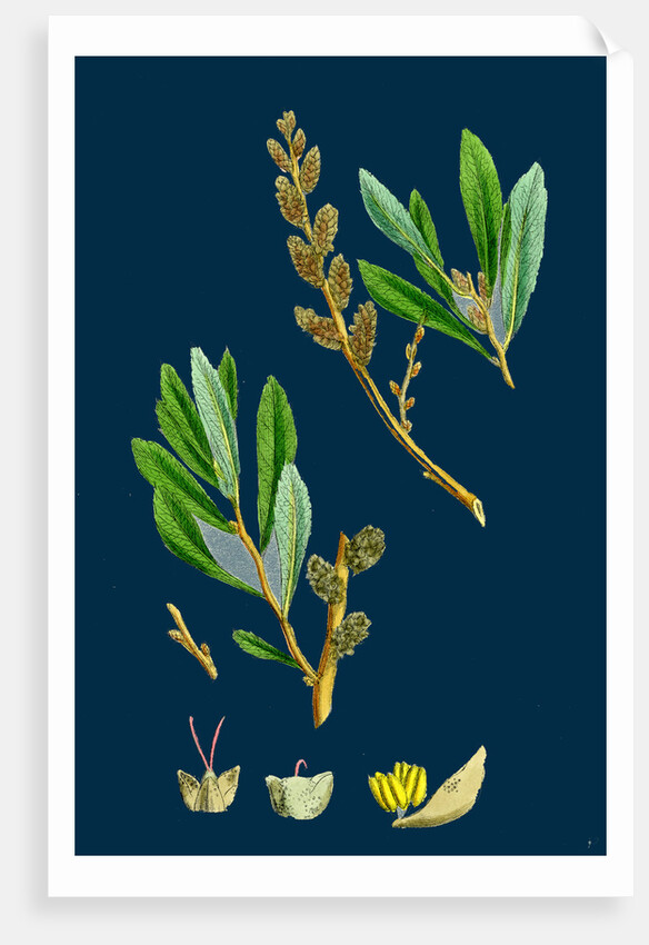 Myrica Gale; Bog-Myrtle by Anonymous