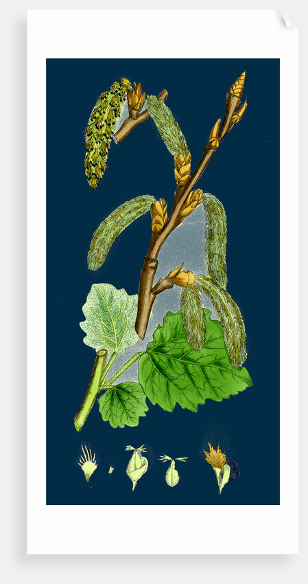 Populus Canescens; Gray Poplar by Anonymous