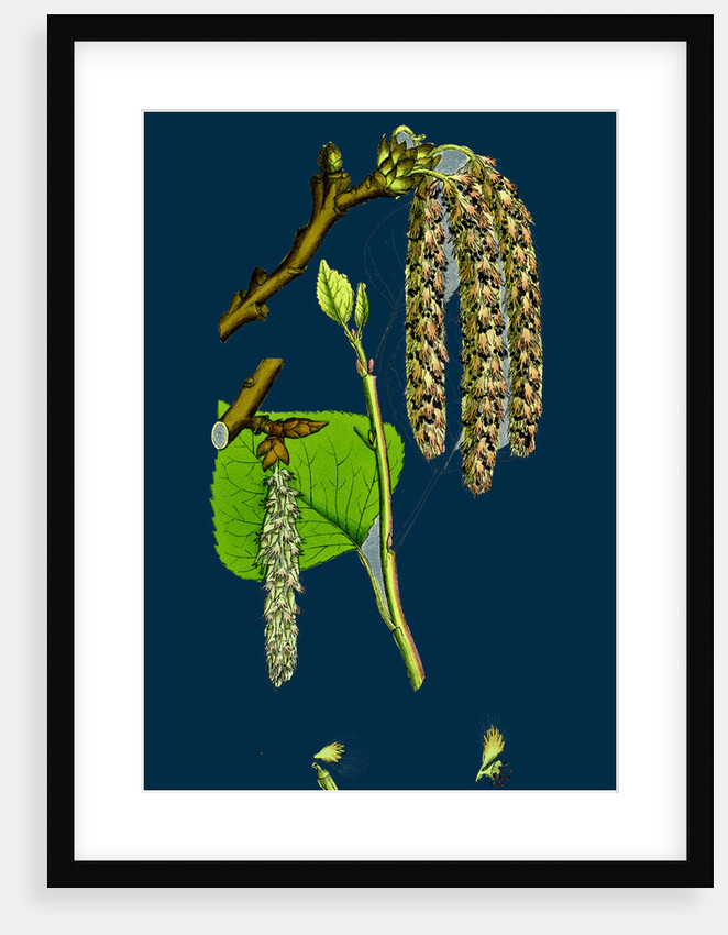 Populus Nigra; Black Poplar by Anonymous