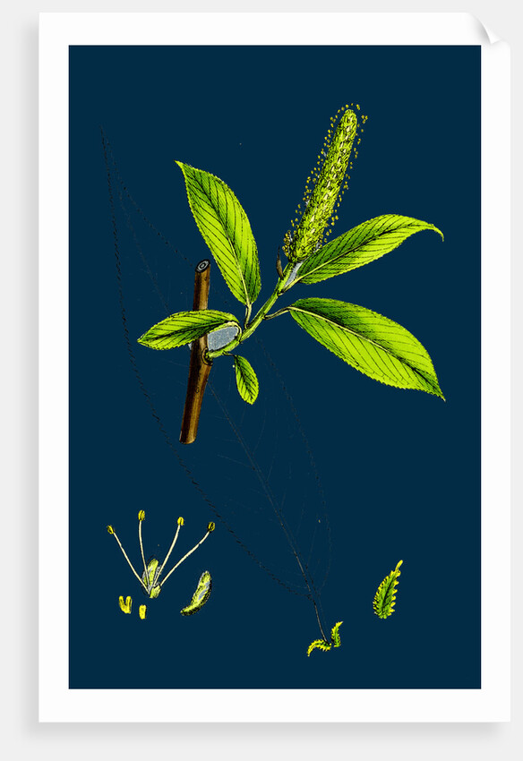 Salix Cuspidata, Mas; Pointed-Leaved Willow, Male by Anonymous