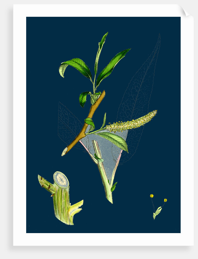 Salix Fragilis, Var. Decipiens; White Welsh Willow by Anonymous