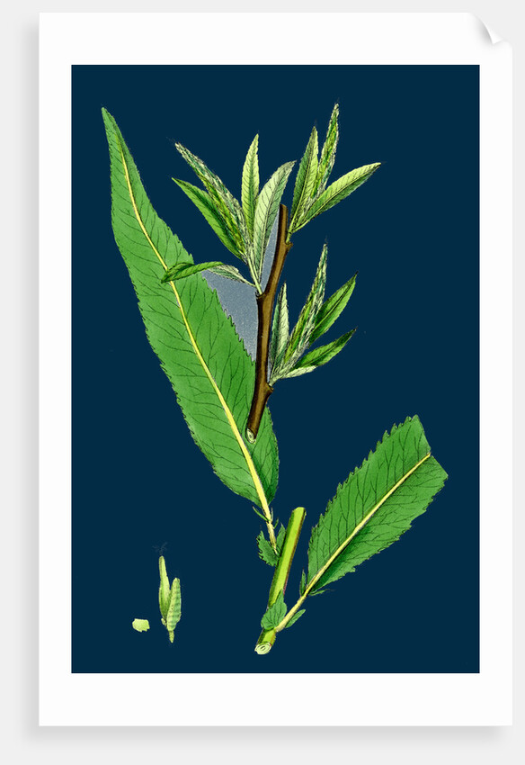 Salix Viridis; Bedford Willow by Anonymous