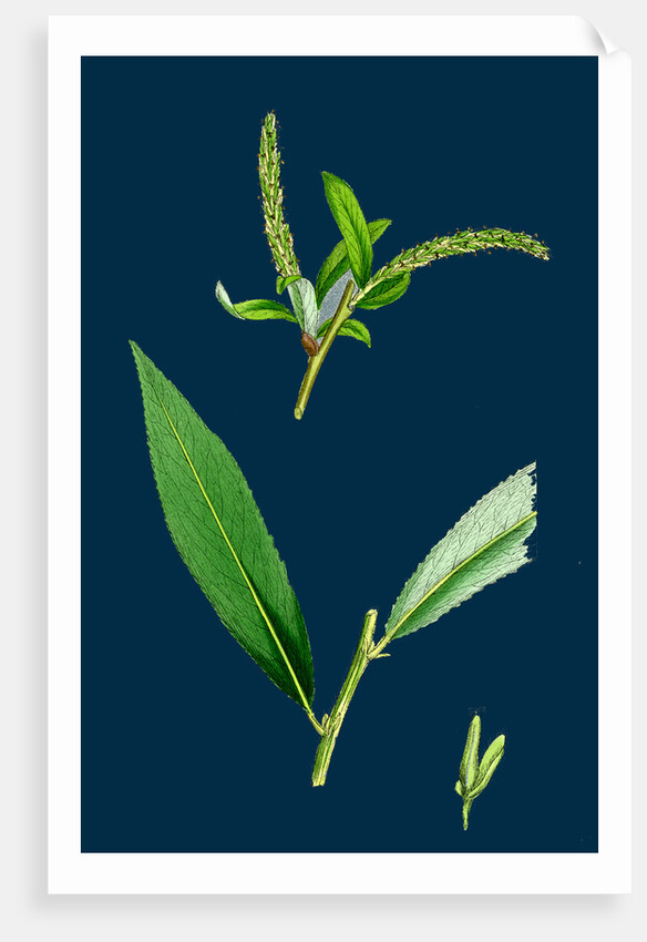 Salix Alba, Var. Coerulea; Blue Willow by Anonymous
