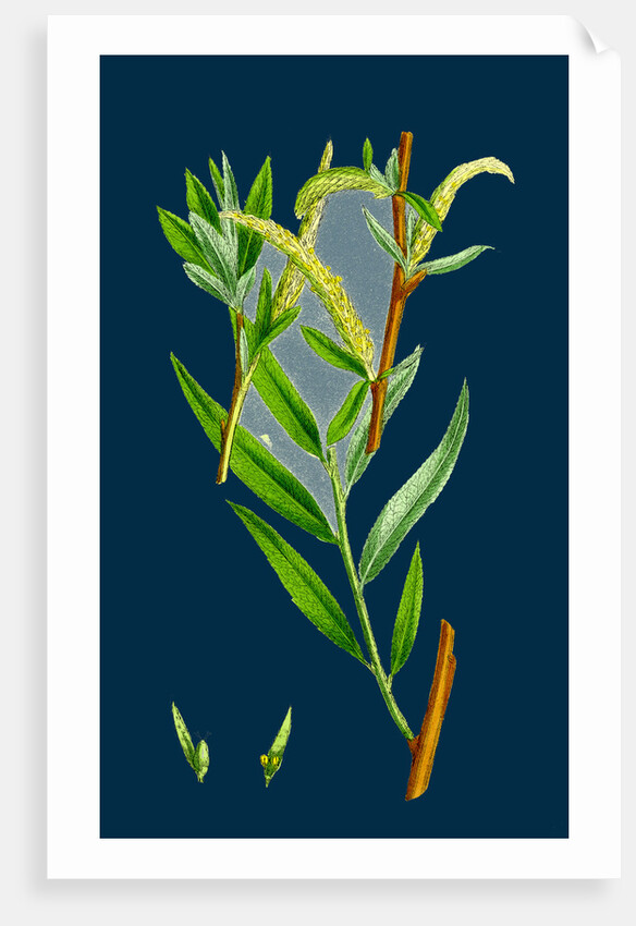 Salix Alba, Var. Vitellina; Golden Willow by Anonymous