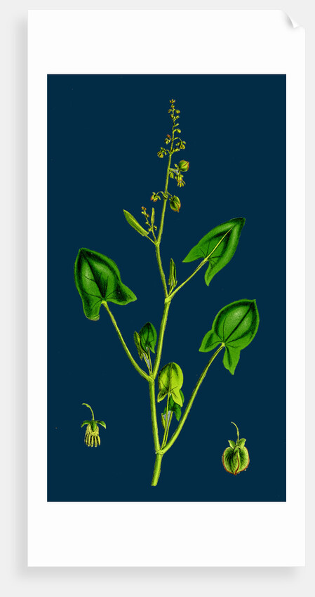 Rumex Scutatus; French Sorrel by Anonymous