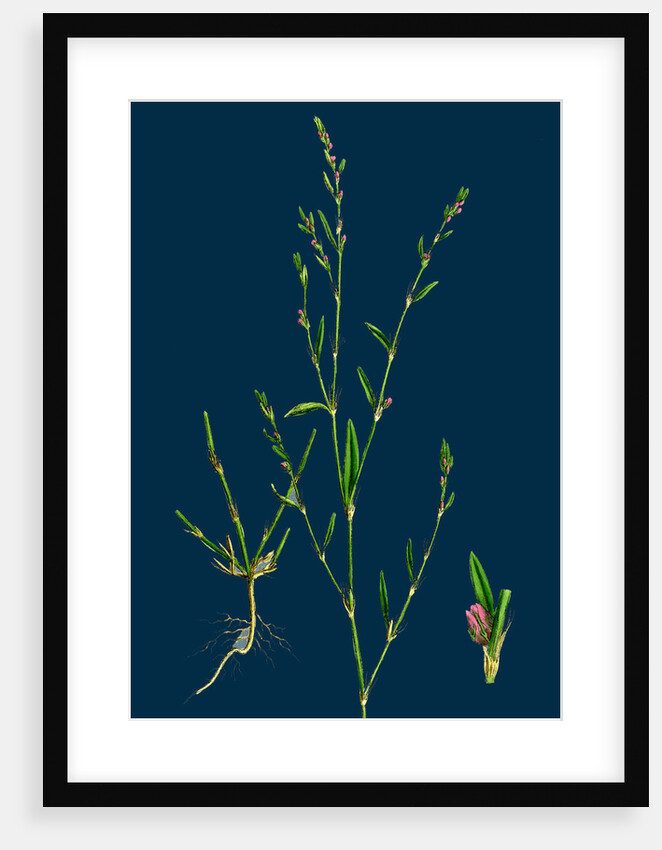 Polygonum Aviculare, Rurivagum; Common Knot-Grass by Anonymous